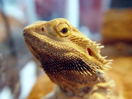 Pets at home launch new ‘We know pets by heart’ campaign