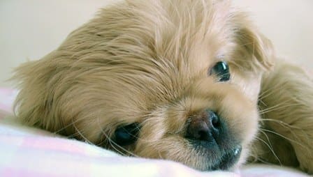 Short-nosed dog breeds may have undiagnosed breathing problems