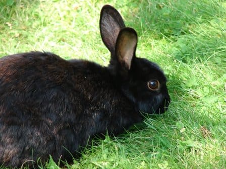 Retailers urged to sign up to promote welfare for the UK’s third most popular pet