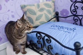 Five-star luxury at feline hotel