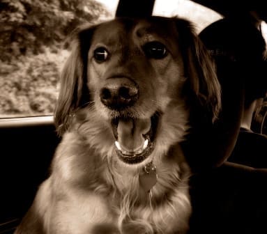 Dogs Trust gives advice on caring for canines in hot weather