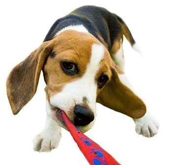 Survey shows Brits spend more time and money on dogs than any other pet