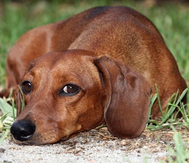 EU unveils first rules on the welfare and traceability of dogs and cats
