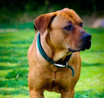 BVA call for action on dog welfare