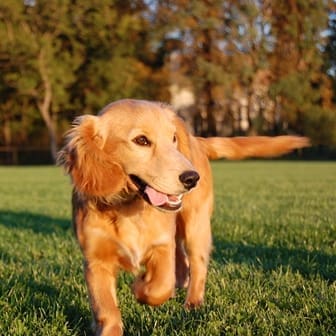 BVA welcomes report addressing dog welfare challenges