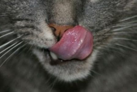 Cats naturally pick and mix their food, research says