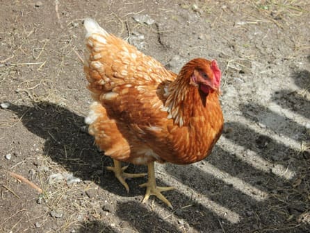 London chicken-keepers could be unwittingly spreading disease