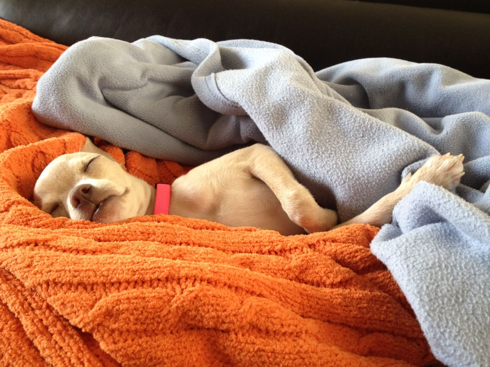 Mars Petcare advises owners to monitor pets’ diets over Christmas