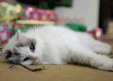 Merial launches ‘Share the Joy’ Christmas animal welfare campaign