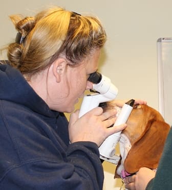 Animal charities unite to aid rescue dog