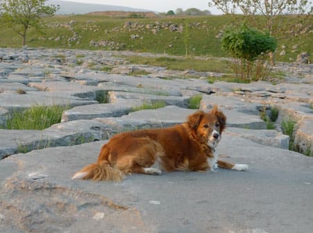 PetSpec Senior adds Collie-cross Saska as face of brand