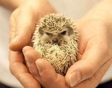 Hedgehogs and snails among list of country’s most unusual pets