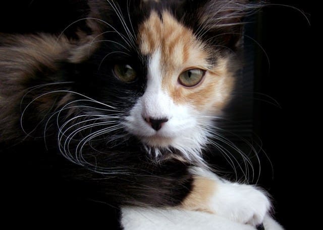 Find a cat at the click of a mouse