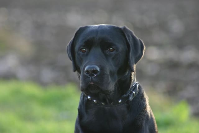 RVC research highlights urgent welfare issues for pet dogs
