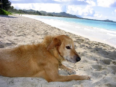 More people than ever holiday with pets