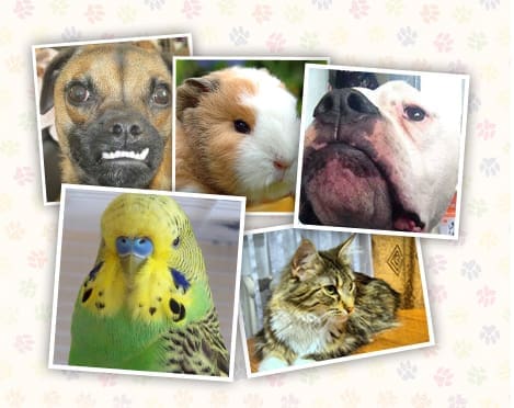 Buyagift.com launch pet ‘selfie’ competition