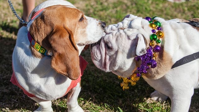 From Pet Owners to Pet Parents
