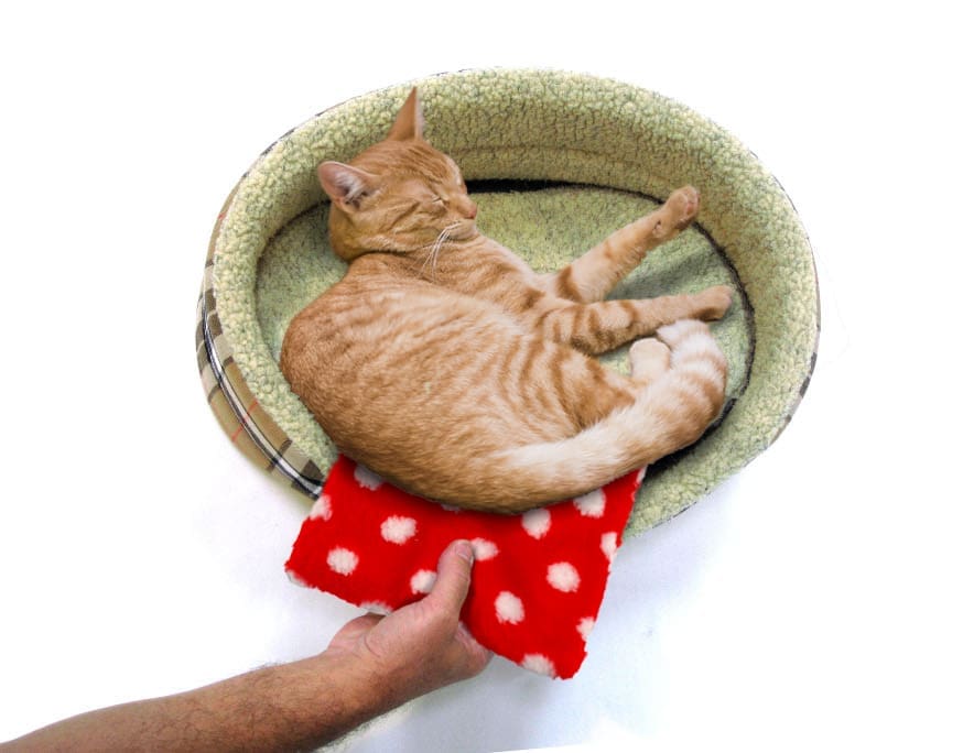 Go Dotty for Petlife’s New Thermal Heat Pad Design