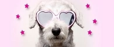 National Office of Animal Health Care Is Looking For the Stars of its 2015 Calendar