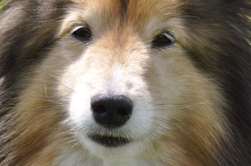 Scammers Target Manchester Dogs’ Home Donations