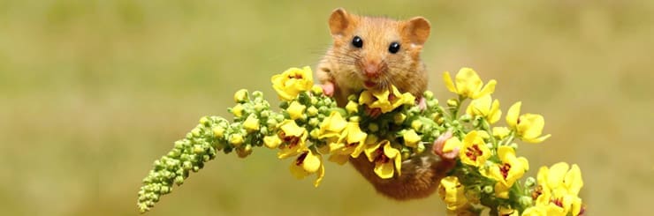 Truly Eco-aware Wildlife Products Prove Conservation Success