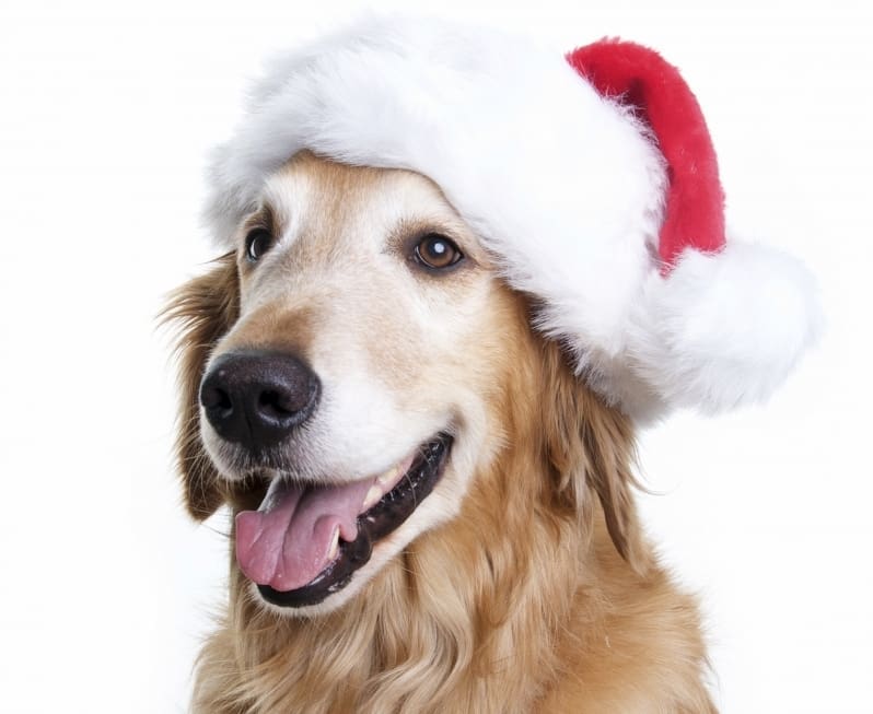 5.5 Million Dogs In UK To Share Christmas Dinners This Year,  Despite Scary Health Implications
