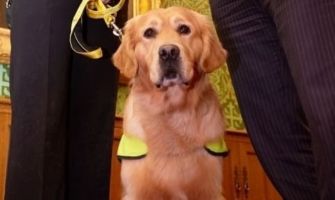 Benefits of Pets to Older People Celebrated at House of Lords