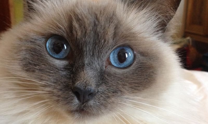 Rare ragdoll cat leaving charity £1,000 in the red and counting..