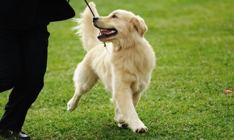 Ceva Animal Health Goes To Crufts