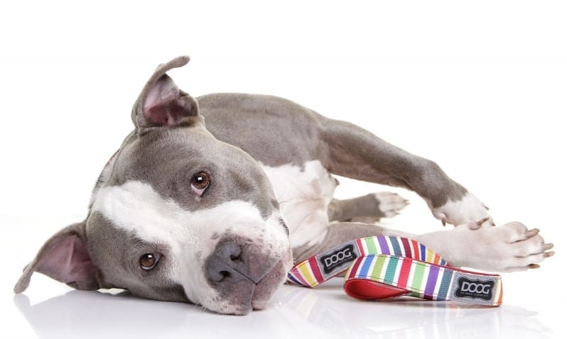 AmPet to exclusively distribute DOOG products in the UK