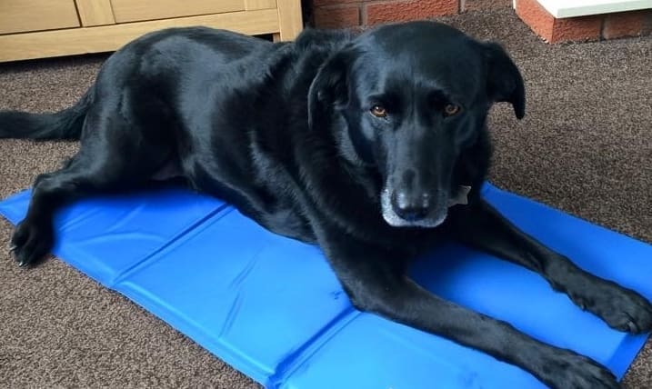 New Cooling Mat from Easidri is snapped up at Crufts