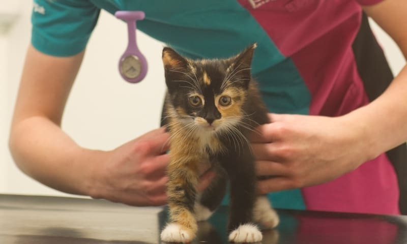 PDSA Encourages Owners to Protect Pets from Fleas