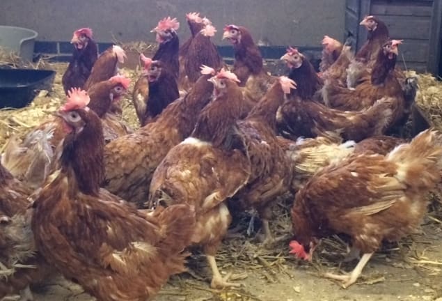 Charities and Public Unite to Re-Home Ex-Commercial Laying Hens