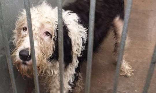 Natural Instinct Raises Money for Charlie the Sheepdog