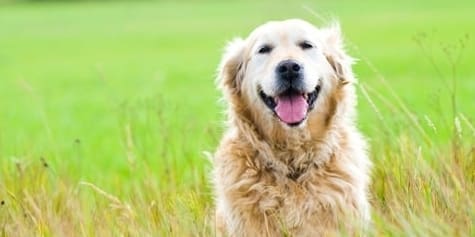 NOAH Launches its 2015 Pet Health Campaign, the Happy Healthy Pets Project