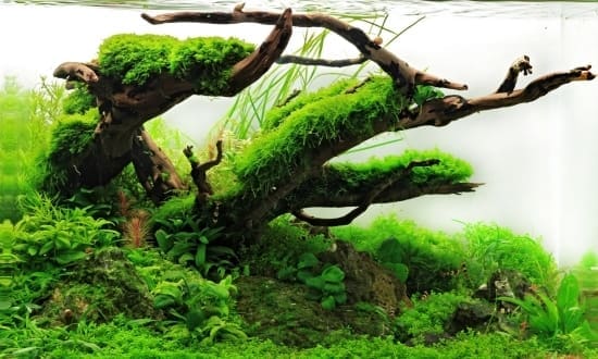 UK Aquascaping Championships from J&K Aquatics