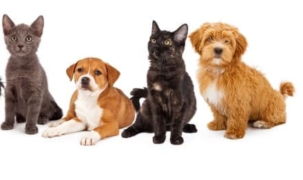 Last summer half of UK vets treated pets for heat-related conditions