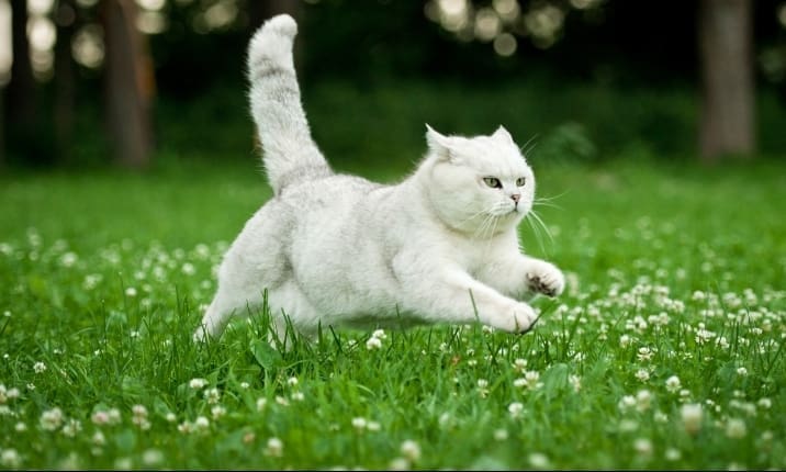 Nearly half of UK cats are not microchipped