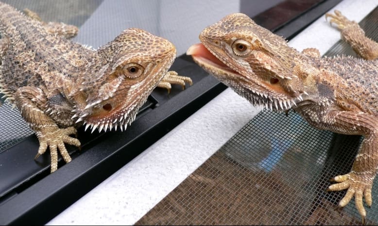 Bearded dragons show ability to change sex