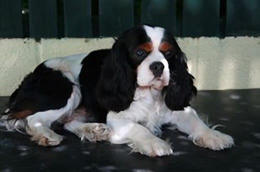 More than 20 Dogs stolen from property in Lincolnshire