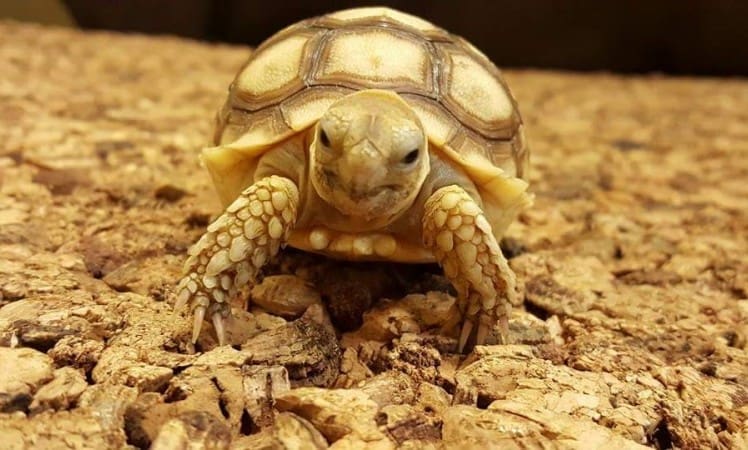 Baby Sulcata tortoises stolen from reptile centre