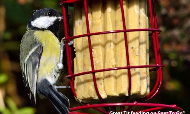 Success for Suet To Go®