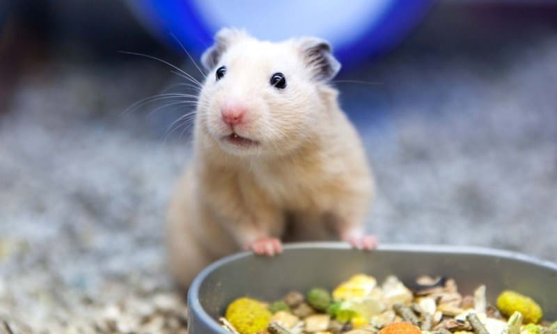 PIF receives go-ahead on petshop licensing scheme