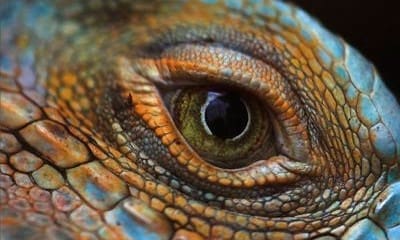Born Free and Blue Cross call for review of online exotic pet trade