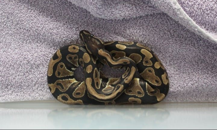 Python found freezing on London street