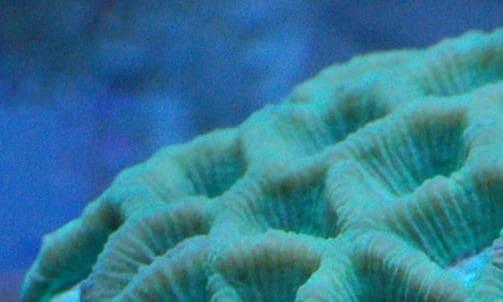 OATA in favour of sentence on illegal coral trader