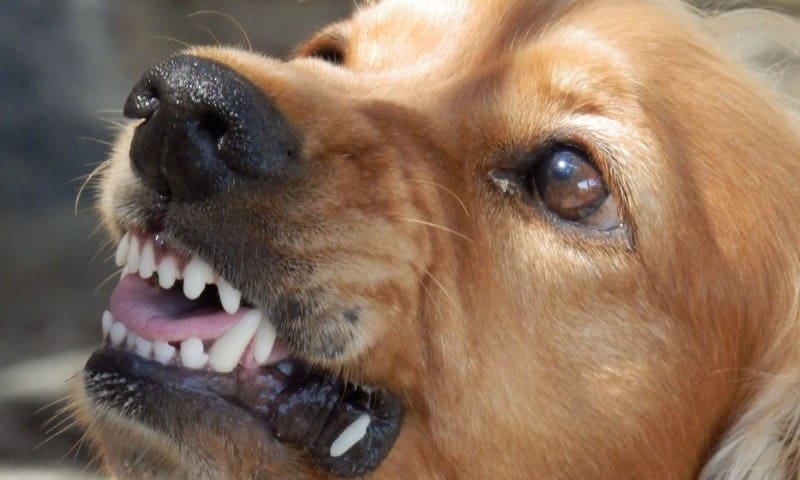 Report exposes shocking extent of dog fighting in the UK