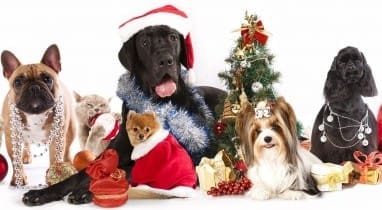 Strangest ten Christmas pet insurance claims