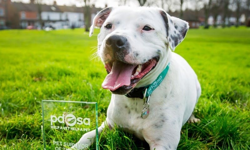 Dog shot in the head named PDSA Pet Survivor 2015