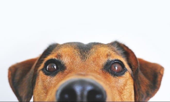 Top ten unusual items eaten by dogs